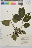 中原氏鼠李藏品圖，第2張