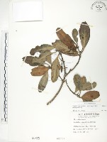 水筆仔藏品圖，第1張