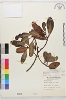 水筆仔藏品圖，第2張