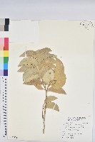 水筆仔藏品圖，第1張