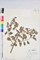 山枇杷、臺灣枇杷藏品圖，第1張