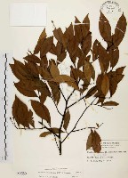 臺灣石楠藏品圖，第1張