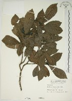 山黃梔藏品圖，第1張