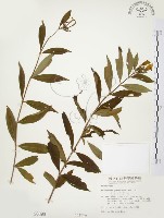 毛玉葉金花藏品圖，第1張