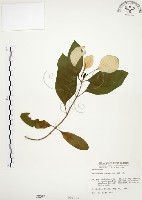 毛玉葉金花藏品圖，第1張