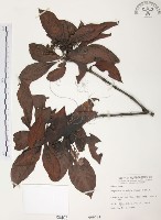 九節木、牛屎烏、青龍吐霧藏品圖，第1張