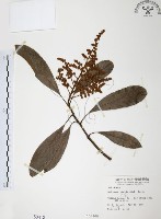 筆羅子藏品圖，第1張