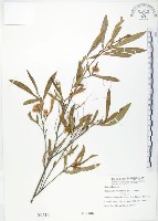 車桑子藏品圖，第1張