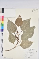 臺灣欒樹藏品圖，第1張