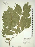 無患子藏品圖，第1張