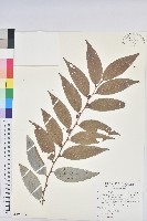 心基葉溲疏藏品圖，第1張