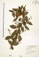 心基葉溲疏藏品圖，第1張