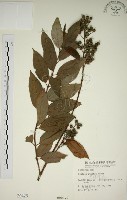 大葉溲疏藏品圖，第1張