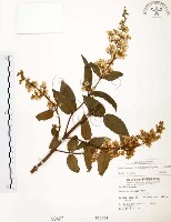心基葉溲疏藏品圖，第1張