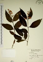 大葉溲疏藏品圖，第1張