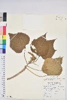 臺灣溲疏藏品圖，第1張