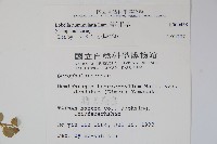 普刺特草藏品圖，第2張