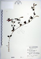 倒地蜈蚣、四角銅鑼藏品圖，第1張