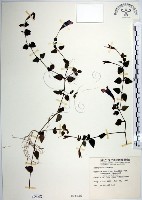 倒地蜈蚣、四角銅鑼藏品圖，第1張