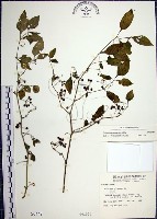 光果龍葵藏品圖，第1張