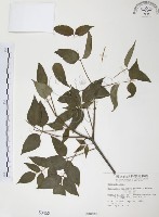 野鴉椿藏品圖，第1張