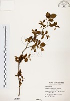 臺灣野茉莉藏品圖，第1張