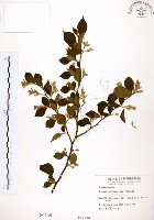 臺灣野茉莉藏品圖，第1張