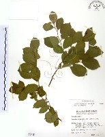 灰木藏品圖，第1張