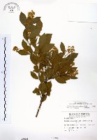 灰木藏品圖，第1張