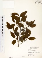 台灣楊桐藏品圖，第1張