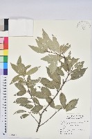 粗毛柃木藏品圖，第1張