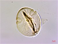 六翅木藏品圖，第2張