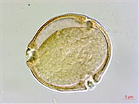 六翅木藏品圖，第3張