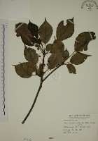 昆欄樹藏品圖，第1張