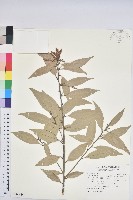 昆欄樹藏品圖，第1張