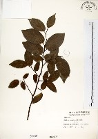 朴樹藏品圖，第1張