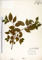 朴樹藏品圖，第1張