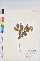 山黃麻藏品圖，第1張