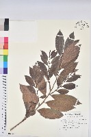 大青藏品圖，第1張