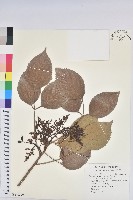 旅人蕉藏品圖，第1張