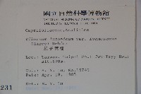 紅子莢迷藏品圖，第2張