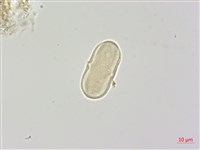 森氏當歸藏品圖，第1張