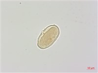 森氏當歸藏品圖，第3張