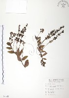 玉山水苦賈藏品圖，第1張