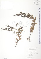 玉山水苦賈藏品圖，第1張