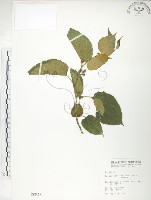 小構樹藏品圖，第1張