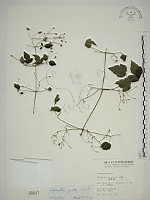 登錄號:S000547藏品圖，第1張