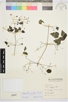 登錄號:S000547藏品圖，第2張