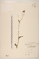 紫背草藏品圖，第1張