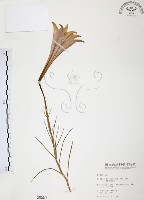 臺灣百合藏品圖，第1張